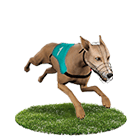 Q8娛樂城白金賽狗